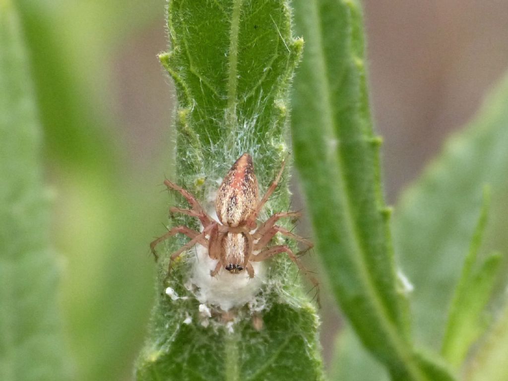 Oxyopes... cfr. lineatus, femmina - Maratea (PZ)